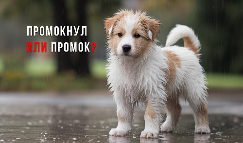 Промокнул или промок?