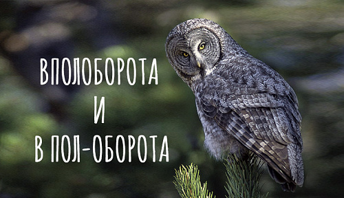 Вполоборота и в пол-оборота