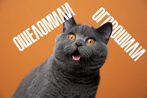 Ошеломить и огорошить