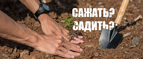 Сажать или садить?