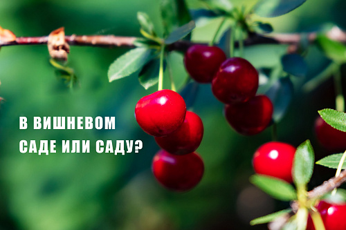 В вишневом саде или саду?